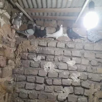 گفتر ۱۰|پرنده|نیشابور, مازول|دیوار