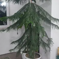 گل مطبخ|گل و گیاه طبیعی|زنجان, |دیوار