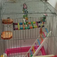 مولد واقعی کارداده مست|پرنده|زنجان, |دیوار