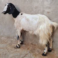 یک عدد بز مری آبستن و یک عدد کهره نر