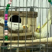 فروش دوعدد عروس باهم ۱۳۰۰۰۰۰|پرنده|رشت, هلال احمر|دیوار