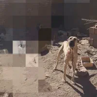 لاس سراب ۳ساله