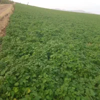 لوبیا چیتی درشت