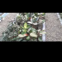 واگذاری گلخانه|گل و گیاه طبیعی|یزد, |دیوار