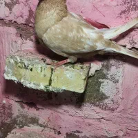 ۵ عدد کبوتر بضمانت