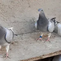 جفت کبوترجوجه مسافتی هرمن کوستر|پرنده|زهک, |دیوار