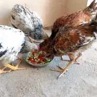 مرغ