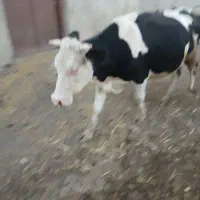 دوراس گاوبه فروش میرود