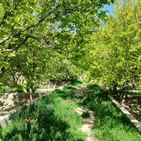 فرصت-طلایی-خرید-باغ-درکردزار-1300-متر-سند-تک-برگ