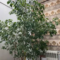 بنجامین ۱۰ ساله
