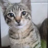 واگذاری گربه