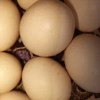 تخم مرغ