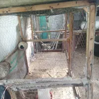 قفس|لوازم جانبی حیوانات|خان ببین, |دیوار