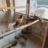 مرع.خروس.زینتی.جفتی.۳ملیون|حیوانات مزرعه|رشت, حومه رشت|دیوار