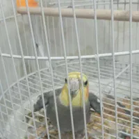 عروس هلندی نر