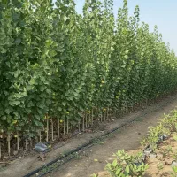 نهال صنوبر چندمنظوره، تولید چوب، فضای سبز و بادشکن|خدمات باغبانی و درختکاری|پارس‌آباد, |دیوار