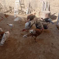 بوقلمون نر و ماده|حیوانات مزرعه|مرودشت, رودبال|دیوار