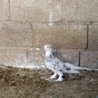 لیلک سرور نر