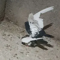 کفتر یا کبوتر|پرنده|فردوس (خراسان), |دیوار