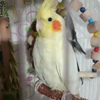 یک جفت عروس هلندی مولد|پرنده|رباط‌کریم, مسکن مهر آبشناسان|دیوار