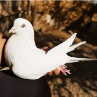 کبوتر پرشی کاشان