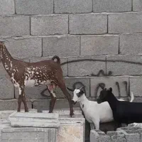 بز دوکهری جوان با کهره