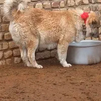 سگ قدر جونی لاس