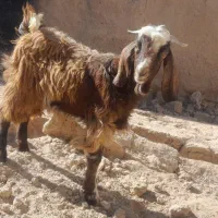 کهره نر|حیوانات مزرعه|زرین دشت (فارس), |دیوار