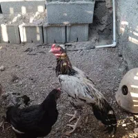 پرنده خروس