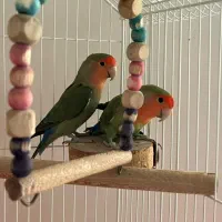 طوطی برزیلی جوجه سلامت و سالم