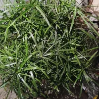 گل نخل سر حال|گل و گیاه طبیعی|سنندج, |دیوار