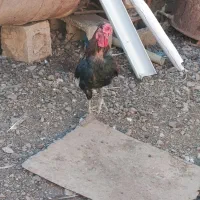 خروس محلی وگلین