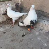با سلام چند عدد کبوتر|پرنده|اهواز, دانشگاه چمران|دیوار