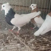 طوقی|پرنده|شیراز, داریون|دیوار