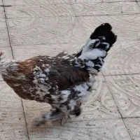 مرغ پا پری