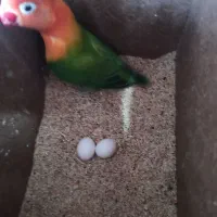 کوتوله گرین اپلاین مولد