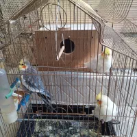 سه عروس هلندی