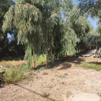 درخت اکالیپتوس