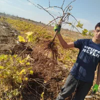 قیمت نهال رقابتی با تمام نهالستان ها