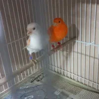 قناری ردفاکتور وموزاییکی