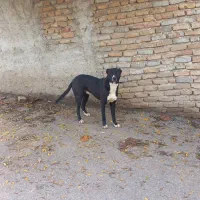 سگ نگهبان|سگ|بهشهر, |دیوار