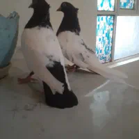 سینه سیاه