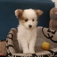 سگ پامرین خرسی