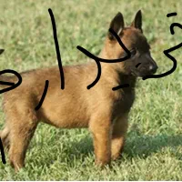 مالینیوز|سگ|جهرم, |دیوار