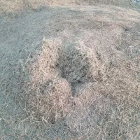 کاه جو