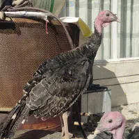 بوقلمون برنز 5ماهه|حیوانات مزرعه|خمینیشهر, |دیوار