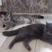 گربه اسکاتیش بلو