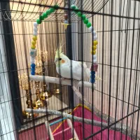 پرنده عروس هلندی چشم گیلاسی با قفس