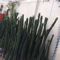 کاکتوس عمده|گل و گیاه طبیعی|خسروشاه, |دیوار