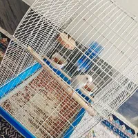 برزیلی نر|پرنده|شیراز, کاراندیش|دیوار